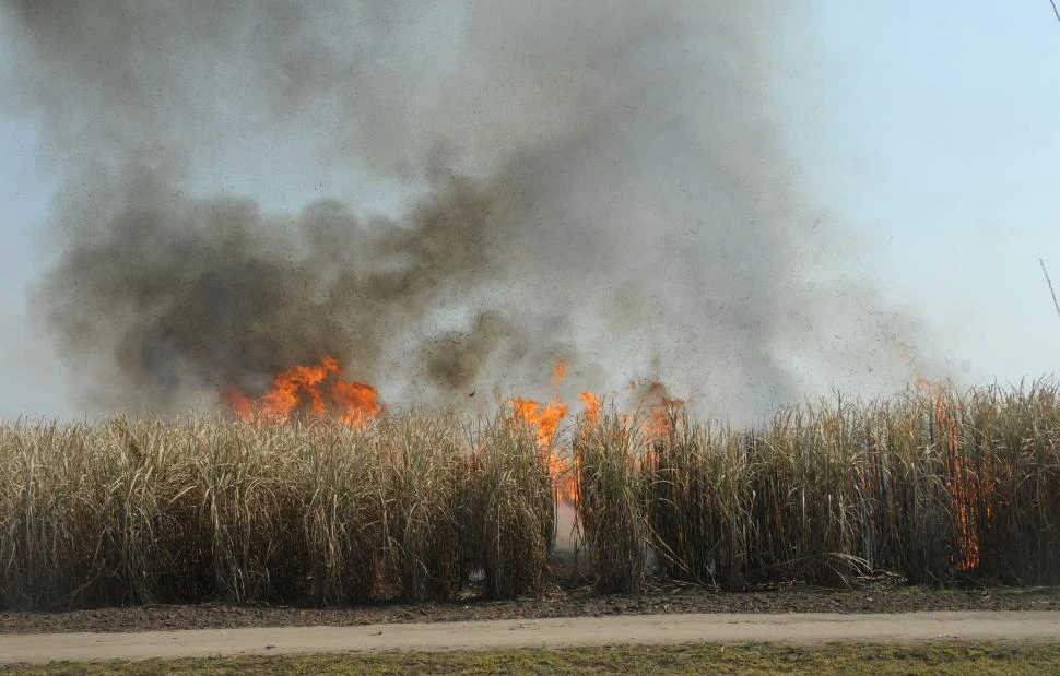 DATO. Pese a que las heladas dejaron a los cañaverales en un alto grado de combustibilidad este año se quemó solo un 18% de los cañaverales implantados. la gaceta / foto de osvaldo ripoll