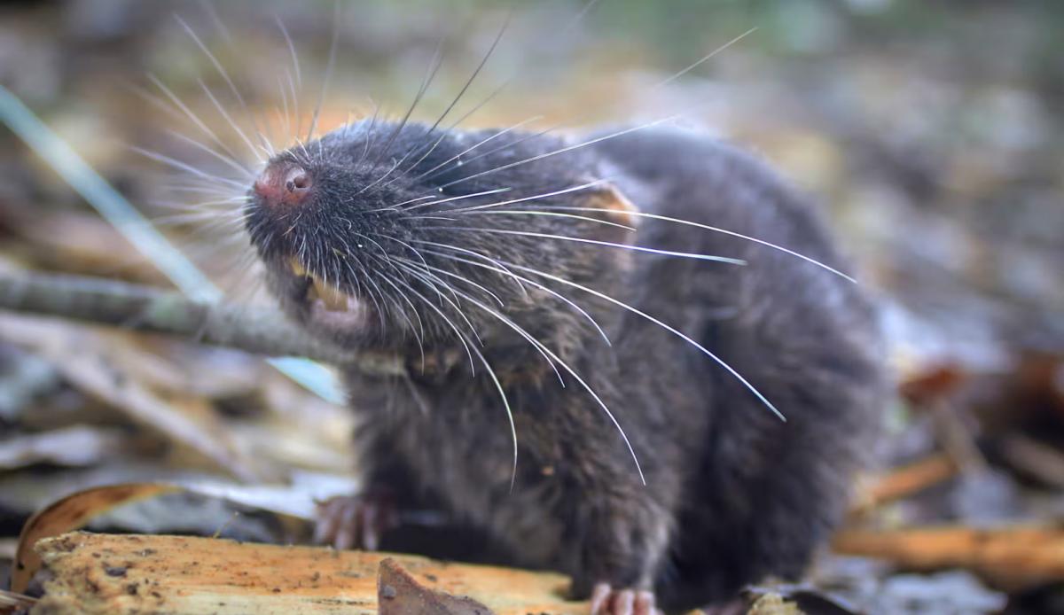 Los investigadores han descubierto una nueva especie de ratón anfibio, que pertenece a un grupo de roedores semiacuáticos considerados entre los más raros del mundo. Fotografía: Ronald Diaz