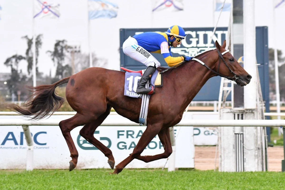 EJEMPLAR DE PRIMER NIVEL. He’s a Rockstar, que ayer ganó el “Pellegrini” en Santiago y luego fue distanciado al segundo lugar, correrá el domingo en el clásico.