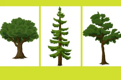 Test viral: el árbol que elijas revelará el rasgo que más destacan de tu personalidad