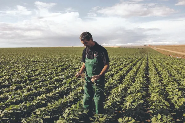 La siembra de soja cubre casi el 85% del área proyectada en el país