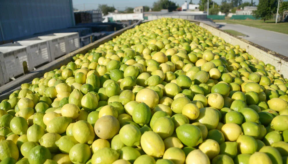 Citrus en Tucumán: balance 2024 y desafíos para 2025