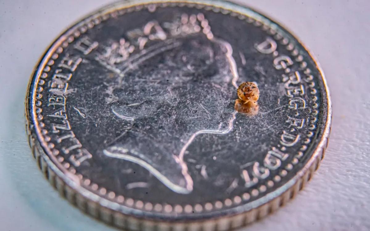 Un caracol recién nacido en el zoológico de Chester se sienta sobre una moneda de cinco peniques