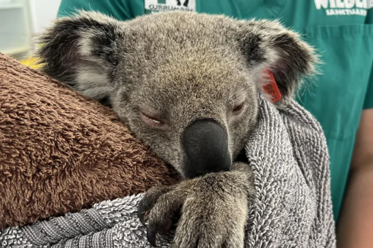 Joe Mangy es uno de los miles de koalas que reciben tratamiento contra la clamidia cada año.