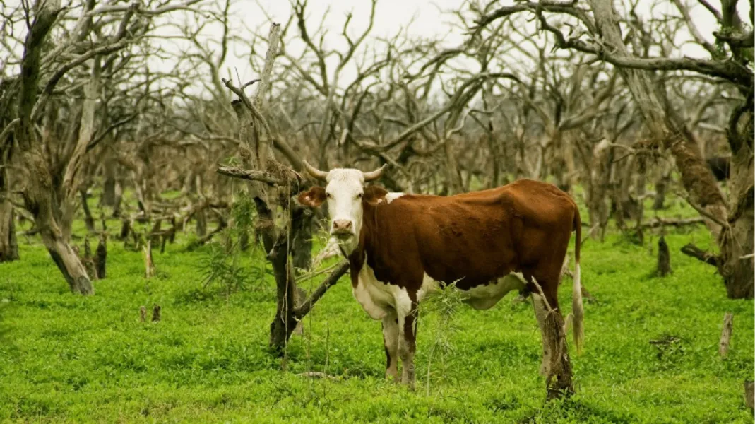 Este tipo de rabia puede ser transmitida de los animales a los humanos.