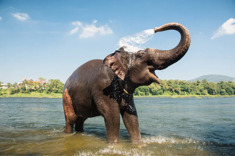 El parque donde ocurrió el suceso Koh Yao Elephant Care en Tailandia