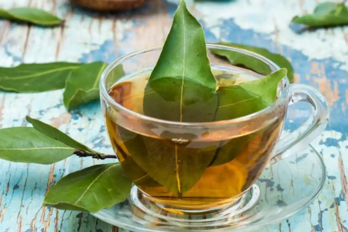 Los múltiples beneficios de tomar té de laurel en ayunas.