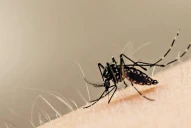 Brasil registró un récord de 6,5 millones de casos de dengue en 2024