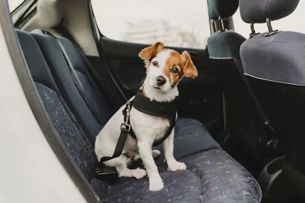 Vacaciones con mascotas: las precauciones que debemos tomar para llevarlas en el auto