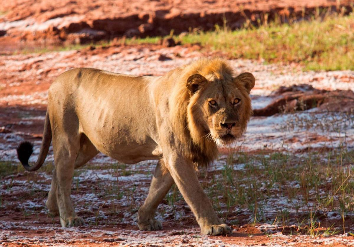 Matusadona Game Park es uno de los parques con mayor densidad de leones: alrededor de unos 40 habitan en este lugar.