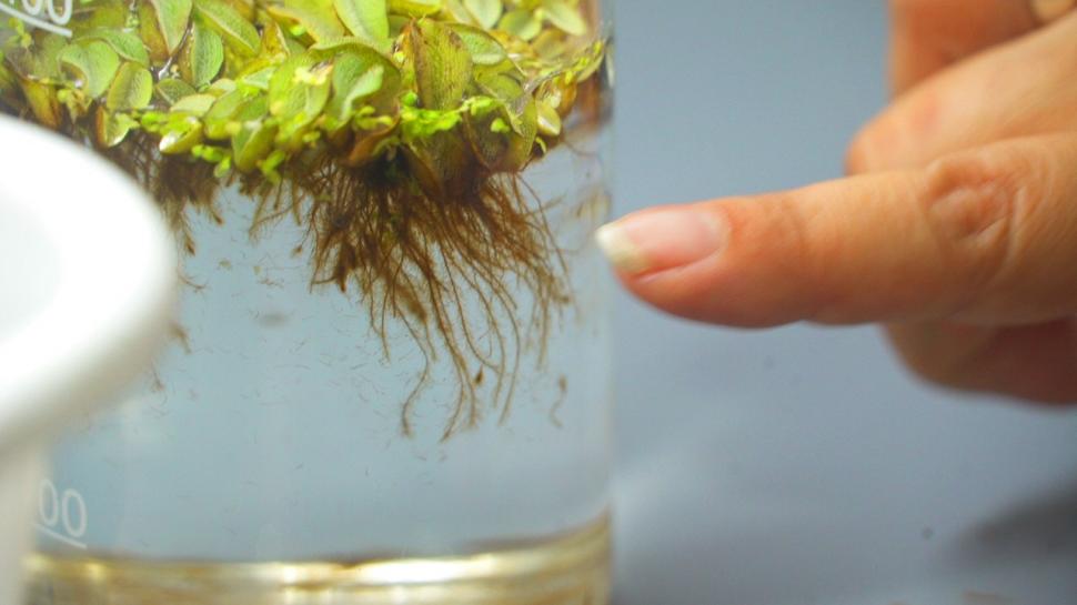 SALVINIA. La planta absorbe contaminantes a través de sus raíces.