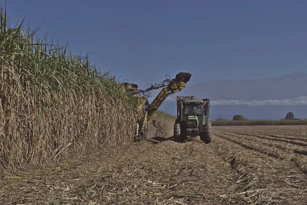 Producir una hectárea de caña subió un 184%