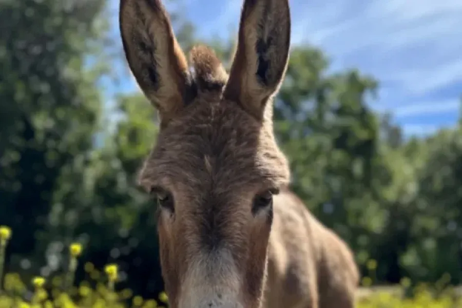 Falleció Perry, el animal que inspiró el personaje de Burro en Shrek
