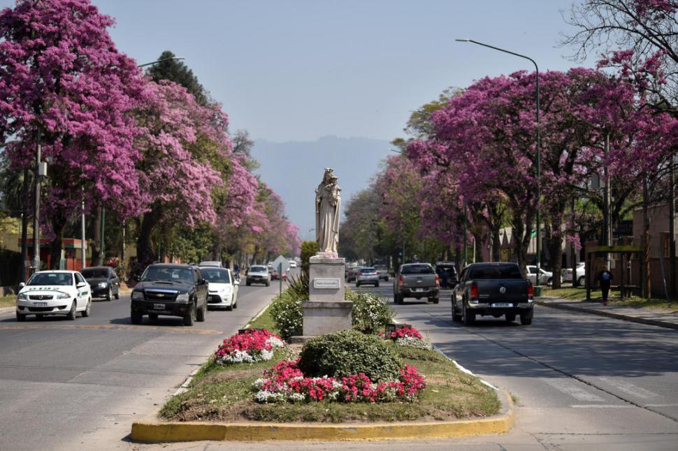 TUCUMÁN. La avenida Aconquija durante la primavera siempre florece con sus respectivos árboles./ARCHIVO