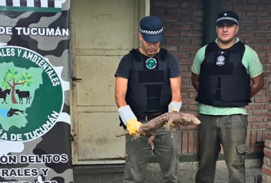 Rescataron un caraguay que había ingresado a una casa en Lules