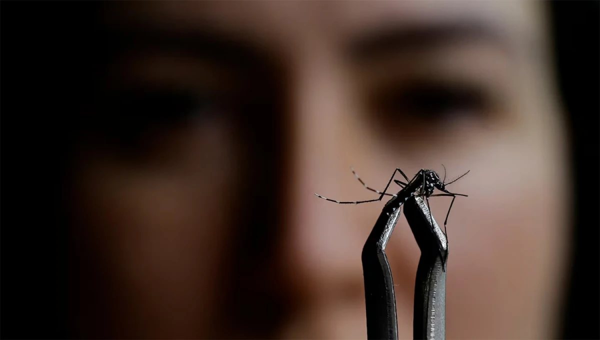 MENOS MOSQUITOS. En Australia investigan la forma de reducir la cantidad de hembras con un método que sea respetuoso con el medioambiente.