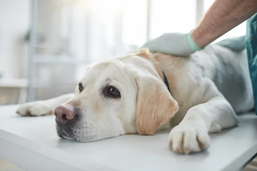 Veterinarios explican la importancia de desparasitar a los perros.