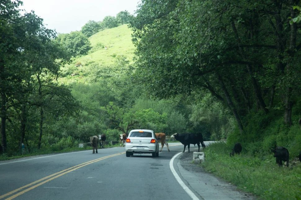 PELIGRO EN LA RUTA. Fuentes policiales anunciaron que personal de Caballería tendrá como misión atrapar a los animales sueltos. la gaceta / fotos de matias quintana