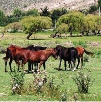 10 detalles desconocidos de la venta de lotes en la Reserva de La Angostura