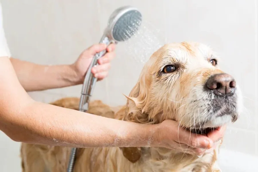 Bañarlos más veces de lo recomendado podría ser contraproducente para su salud.