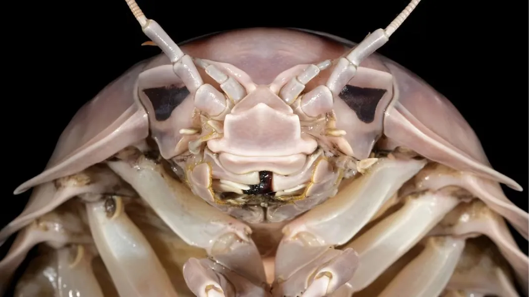 DESCUBRIMIENTO.un isópodo gigante de aguas profundas, rinde homenaje a Darth Vader y resalta la importancia de proteger los ecosistemas marinos más inaccesibles.