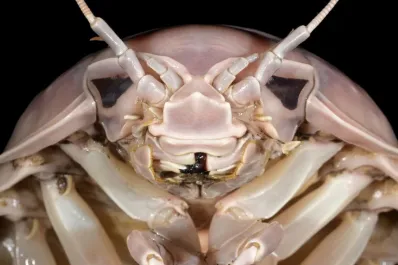 ¿Cómo es la criatura marina que se parece a Darth Vader?