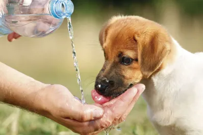 Cómo saber si tu mascota está sufriendo un golpe de calor