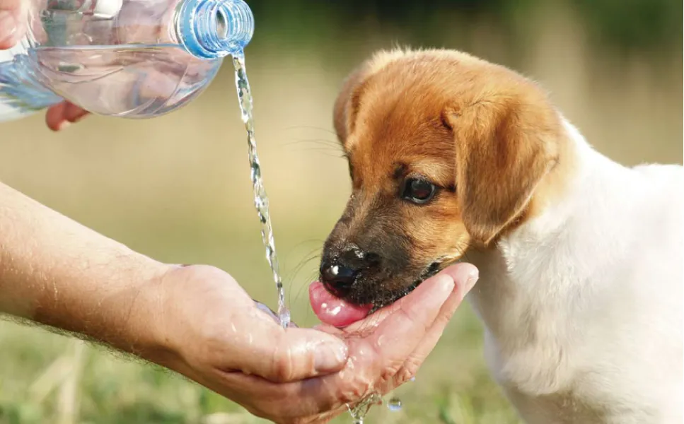 Síntomas de que tu mascota está sufriendo un golpe de calor.