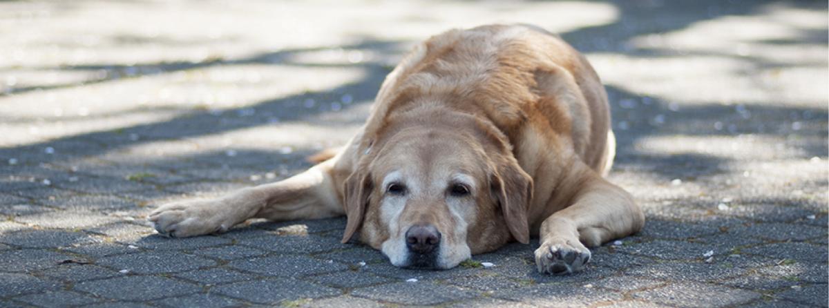 Es importante brindar la atención necesaria a los animales para evitar golpes de calor.