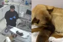 Una perra callejera conmueve al mundo al llevar a su cachorro con hipotermia al veterinario