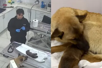 Una perra callejera conmueve al mundo al llevar a su cachorro con hipotermia al veterinario
