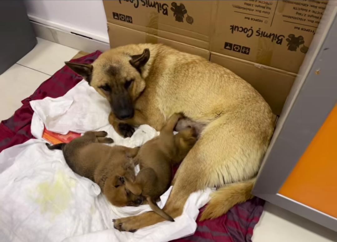 Los perros ya se encuentran a salvo bajo observaciones médicas.