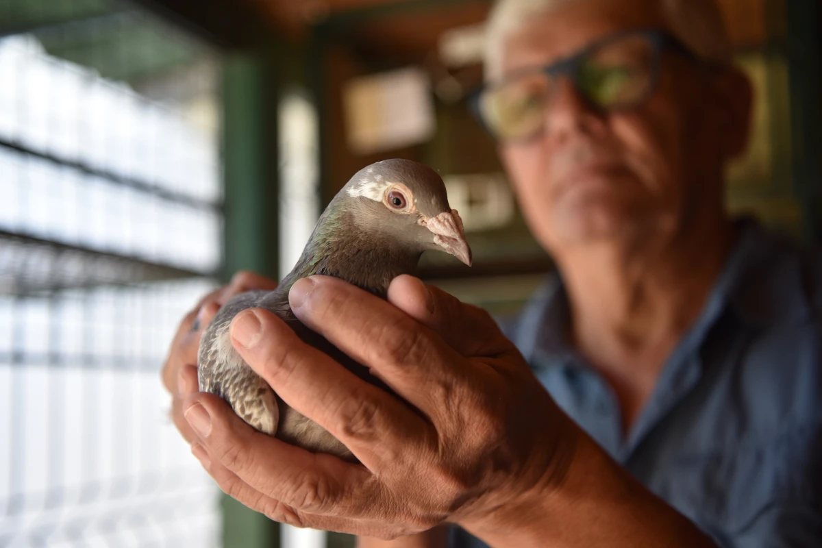 Juan José Majolli en su palomar, un refugio donde la tradición de la colombofilia sigue viva en Tucumán.