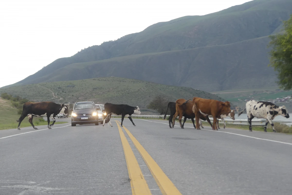 Las rutas de acceso a Tafí del Valle, además de paisajes imponentes, suelen estar marcadas por la presencia de animales.