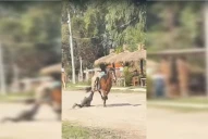 El Mollar: un niño fue arrastrado por un caballo de alquiler y terminó internado