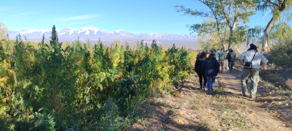 RELEVAMIENTO. Científicos y productores recorren los cultivos recavando datos e intercambiando saberes.