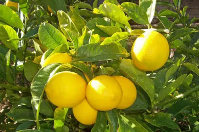 La campaña citrícola de 2024 cortó la tendencia alcista