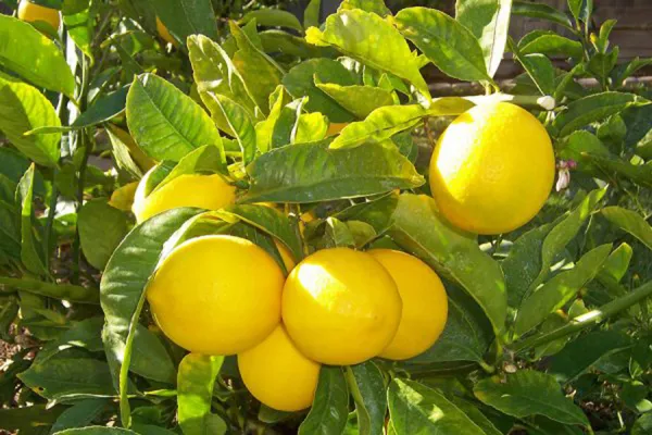 La campaña citrícola de 2024 cortó la tendencia alcista