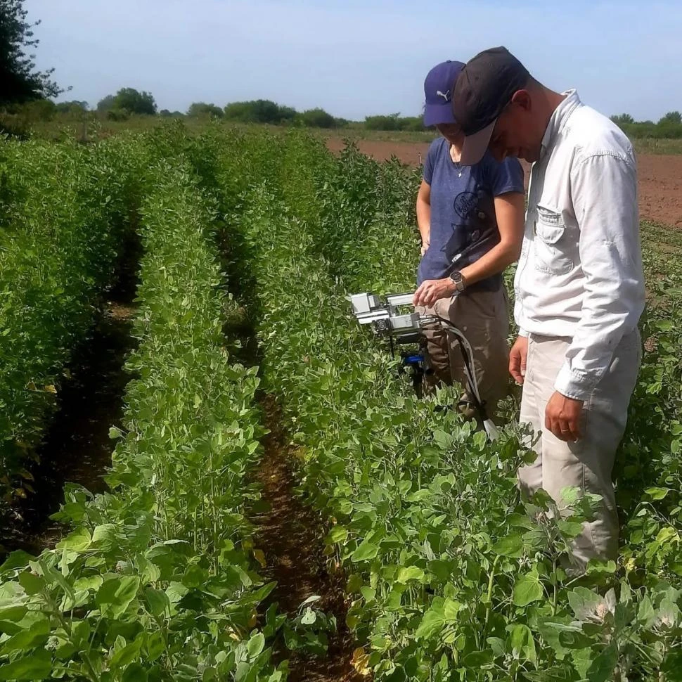 INVESTIGADORES. El biólogo Buedo examinando un campo en Leales. gentileza foto de de Fundación Miguel Lillo