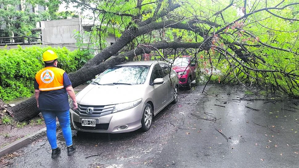 DAÑOS MATERIALES. Un árbol se desplomó sobre dos autos en calle España entre Muñecas y 25 de Mayo. defensa civil