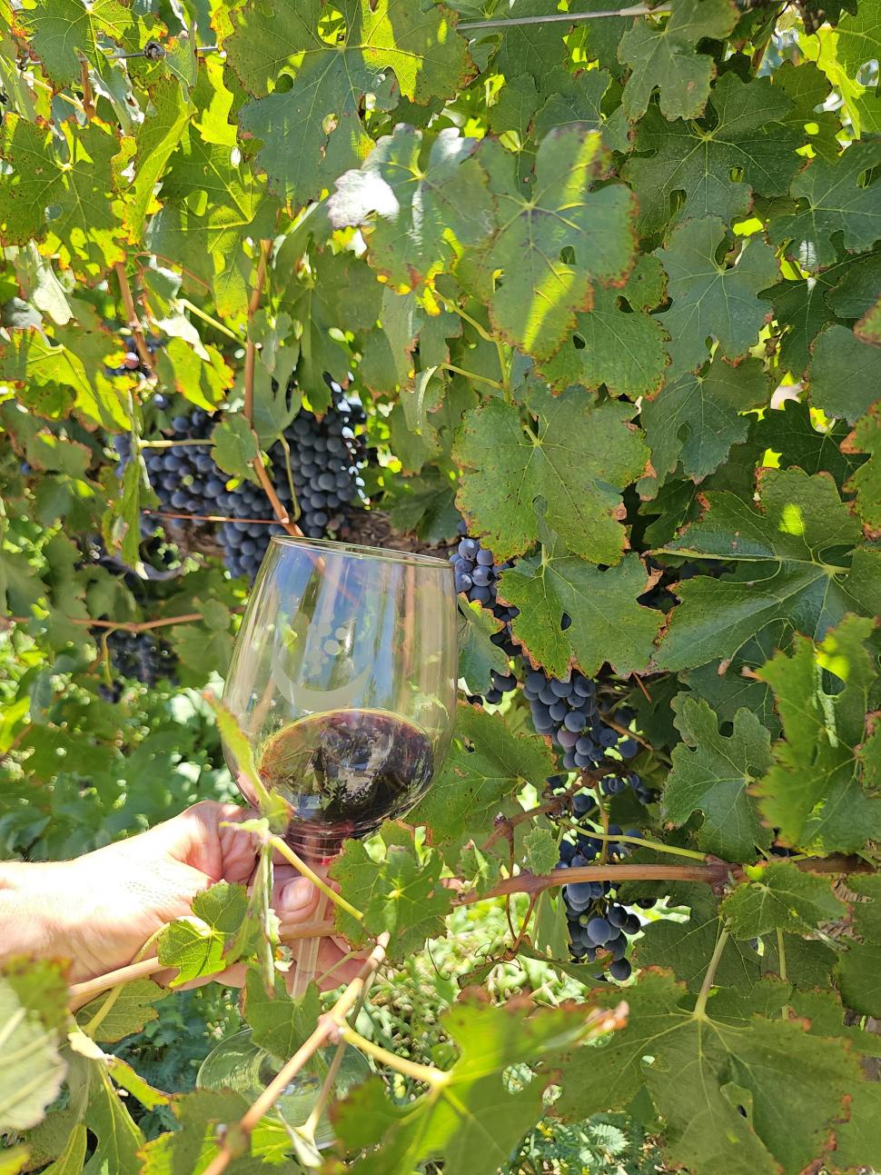 PARA TOMAR. El vino de la bodega Luna de Cuarzo y sus viñedos.