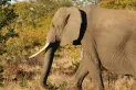 Un elefante embistió, pisoteó y mató a un turista que intentaba salvar a su nieto