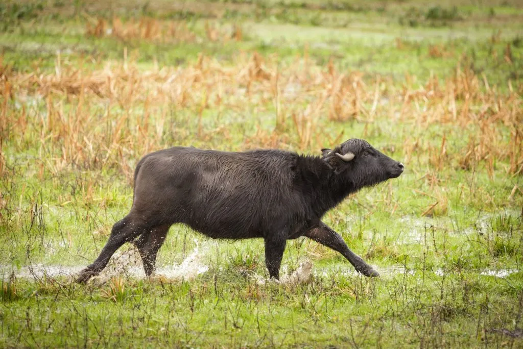 ¿De qué animal? Recomiendan una alternativa a la carne vacuna de alto valor nutricional