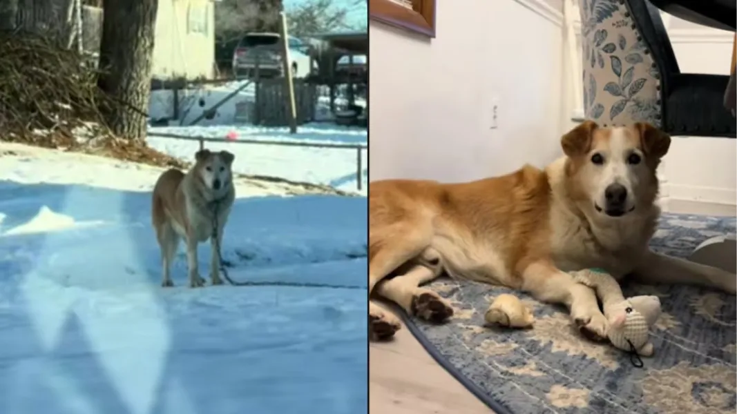 La conmovedora historia de Buddy, el perro que sufrió temperaturas extremas durante 13 años.