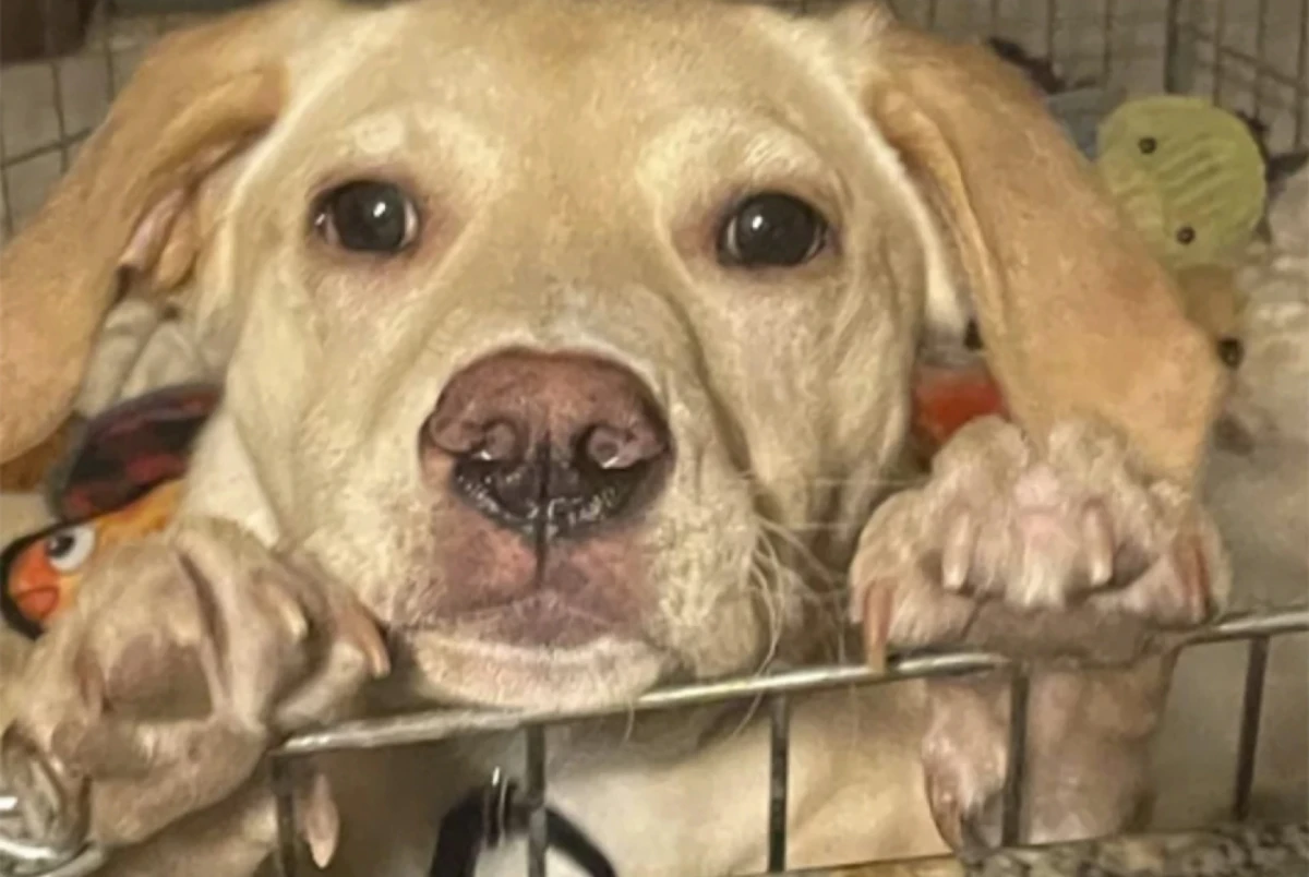 Fotografía proporcionada por Animal Shelter of Scholarie Valley que muestra a Whiskey, uno de lor peeros sobrevivientes en su nuevo hogar en enero de 2025.