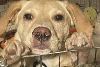 Los perros que perdieron a su rescatista en una tragedia encontraron hogar