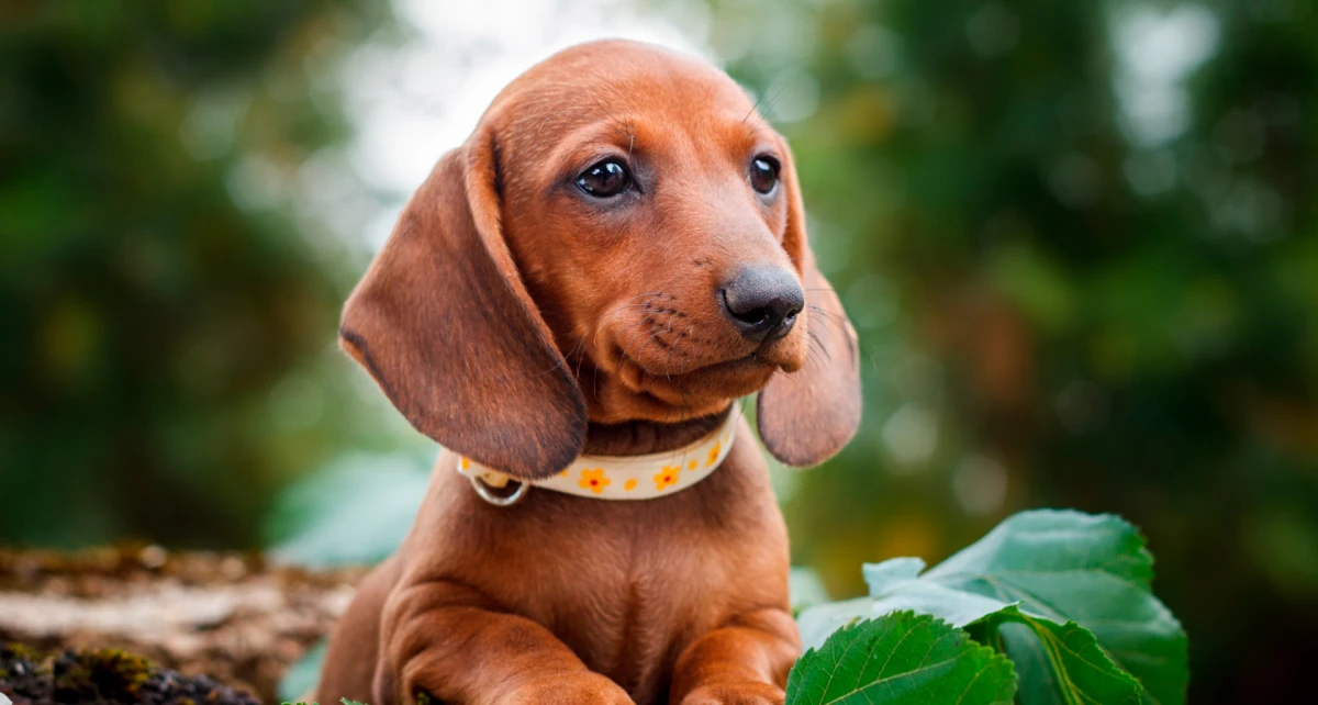 Día Nacional del Perro Salchicha: en honor a quién se celebra el 1 de febrero