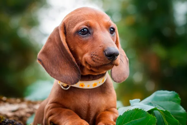 Día Nacional del Perro Salchicha: en honor a quién se celebra el 1 de febrero