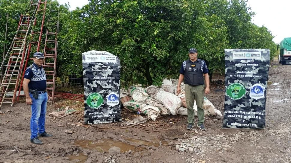 Mercado negro de limones: investigan a una banda que se dedicaba al robo de la fruta