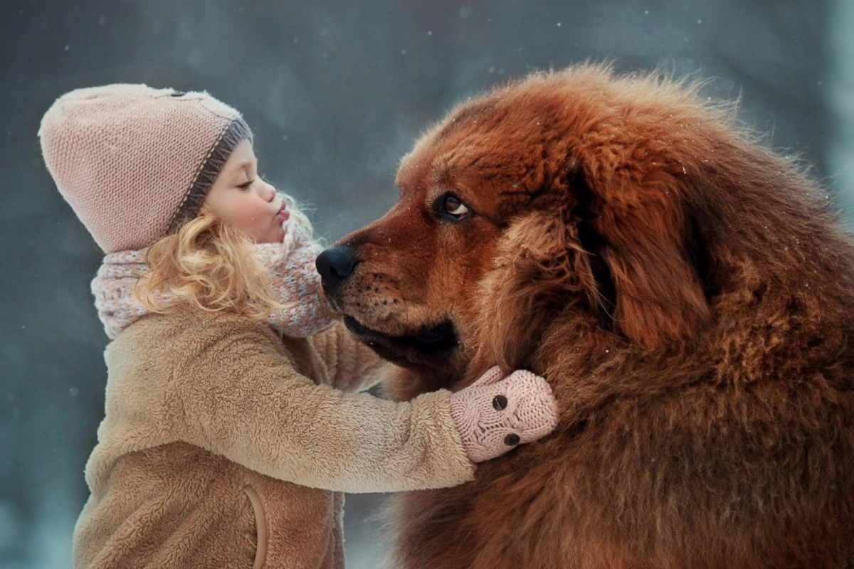 El mastín tibetano, uno de los perros más enormes del mundo.